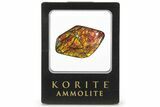 Iridescent Ammolite (Fossil Ammonite Shell) - Alberta, Canada #222692-1